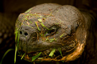 Galapagos